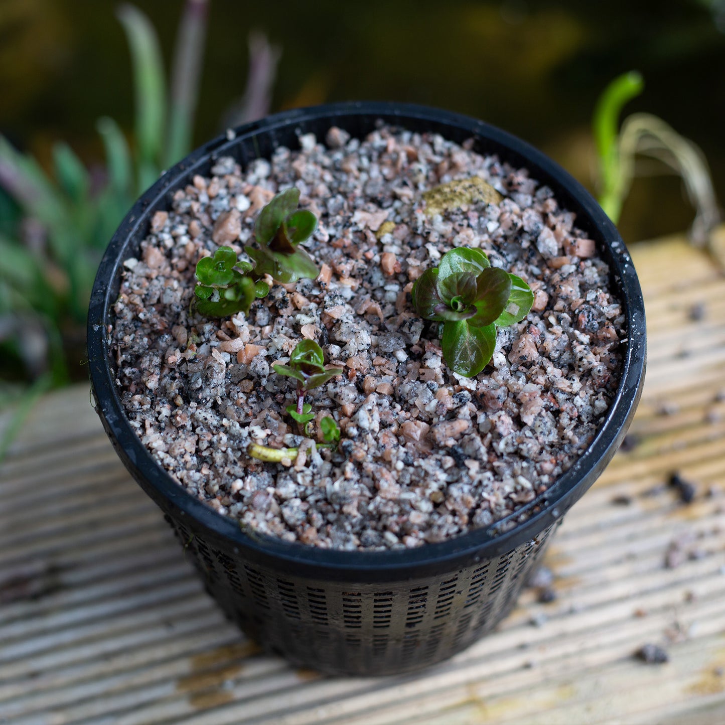 Horticultural Potting Grit