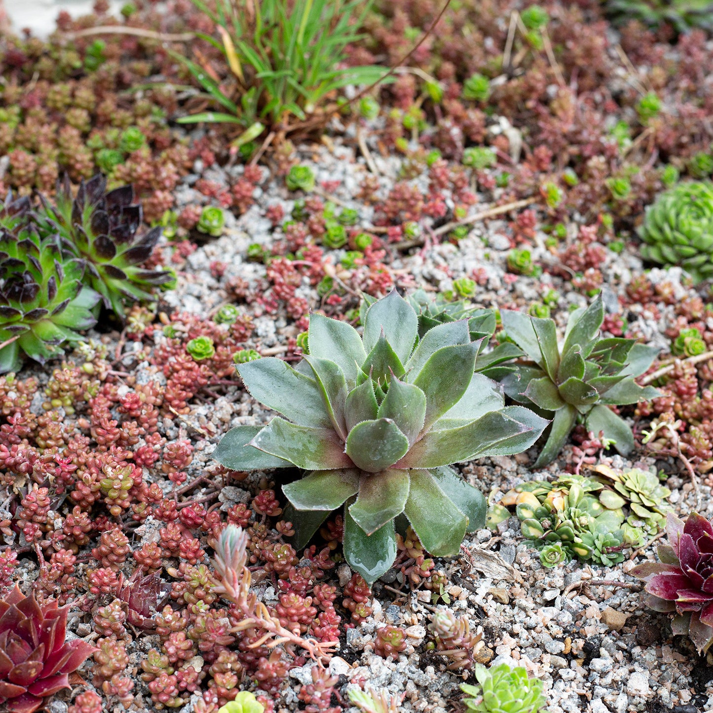 Horticultural Potting Grit