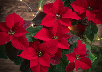 Barr's Garden Centres Gift Card