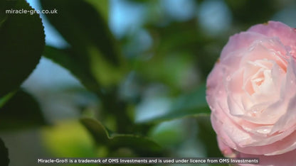 Miracle-Gro® Peat Free Premium Ericaceous