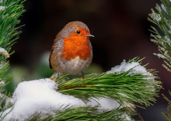 Barr's Garden Centres Gift Card