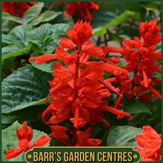 SALVIA TURBO RED 20 PACK