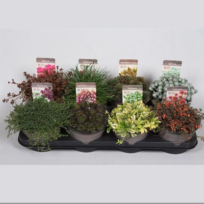 Nurseryman's Selection of Alpines in 1 litre pots