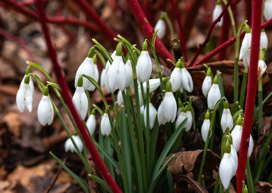 Barr's Garden Centres Gift Card