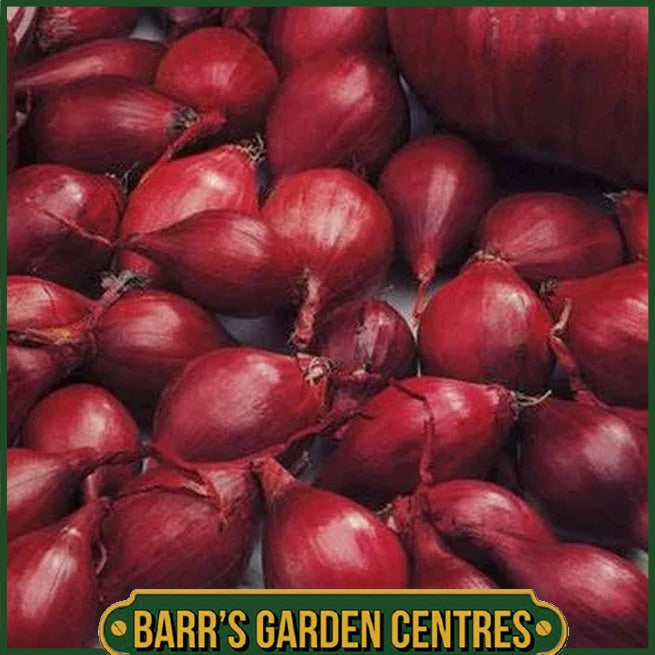 Red Barron Onion 50 Pack