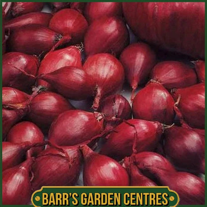 Red Barron Onion 50 Pack