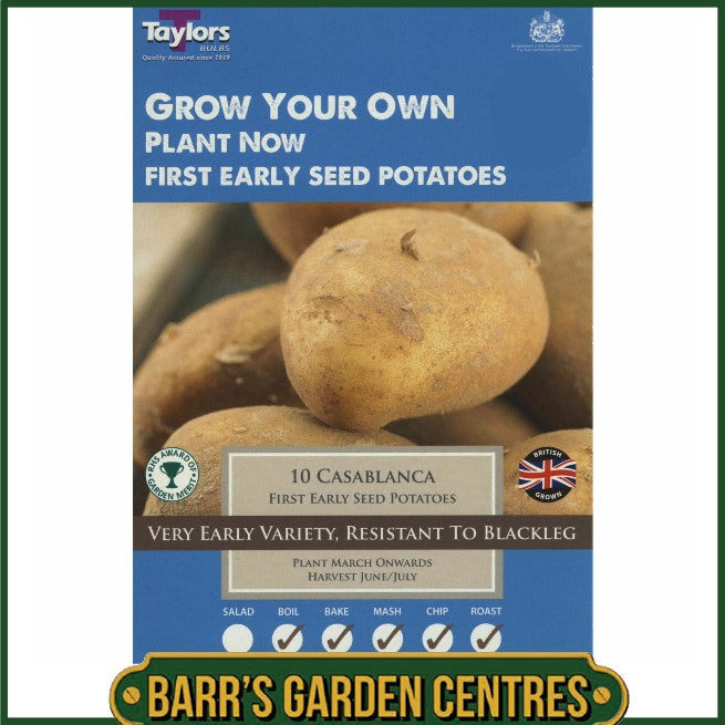 Casablanca Potatoes 10 Pack