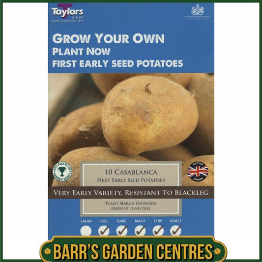 Casablanca Potatoes 10 Pack