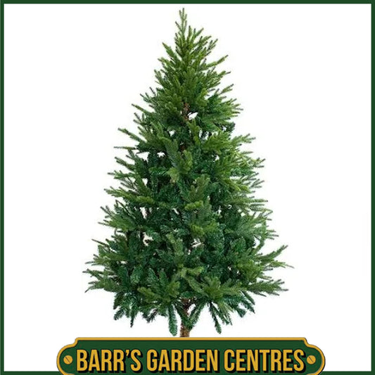 Premier1.8m Verbier Spruce Bristle Tip Tree - PVC