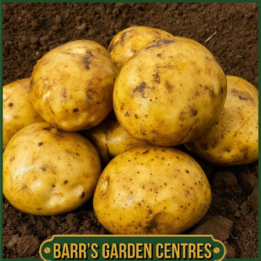 Premiere Potatoes 2KG