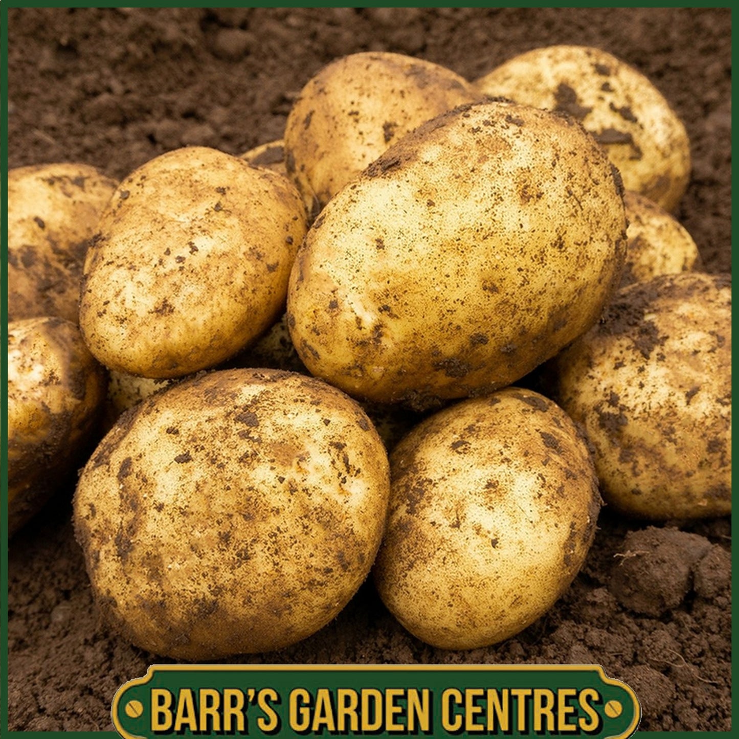 SpudMan Jazzy Seed Potatoes 2KG