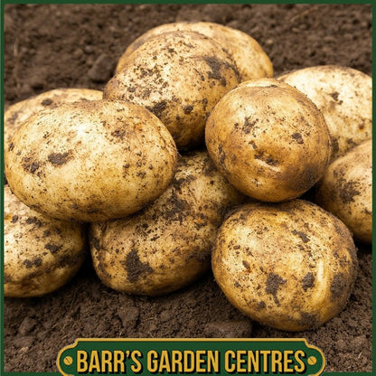 Maris Bard Potatoes 2KG