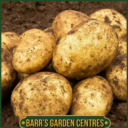 SpudMan Lady Christl Seed Potatoes 2KG