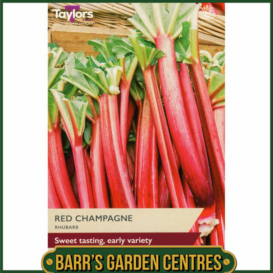 Red Champagne Rhubarb Single Pack