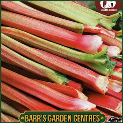 Timperley Early Rhubarb Single Pack