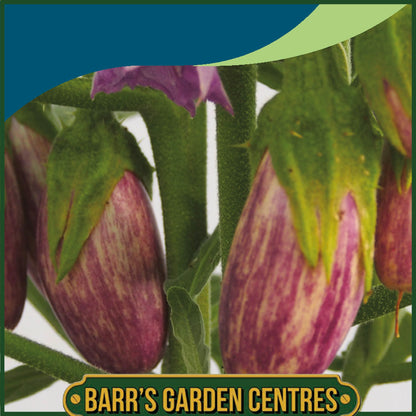 Johnsons - Aubergine Jewel Marble F1 - 10 Seeds