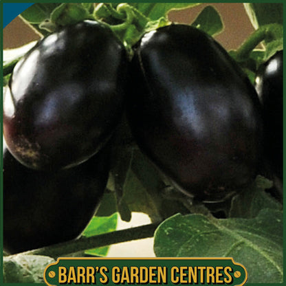 Johnsons - Aubergine Patio Baby F1 - 10 Seeds