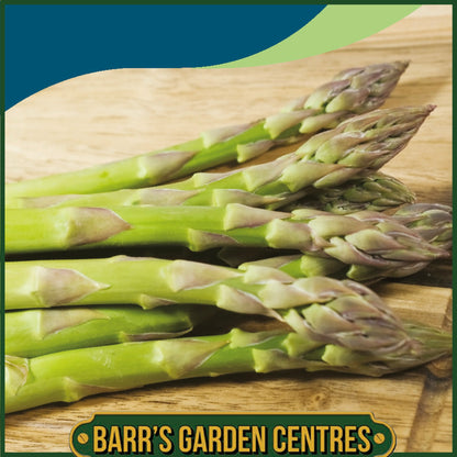 Johnsons - Asparagus Ariane F1 - 10 Seeds