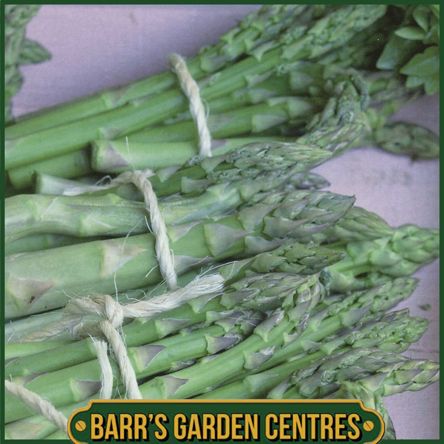 Connover's Colossal Asparagus 2 Pack