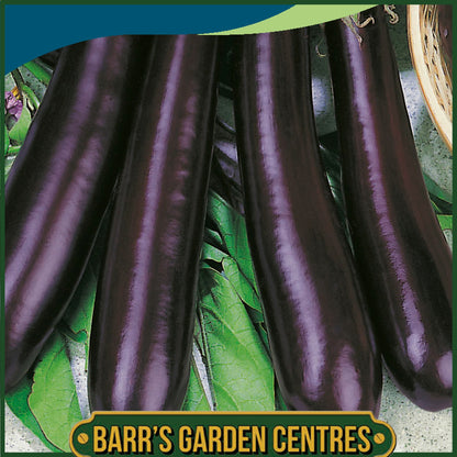 Johnsons - Aubergine Early Long Purple 2 - 50 Seeds