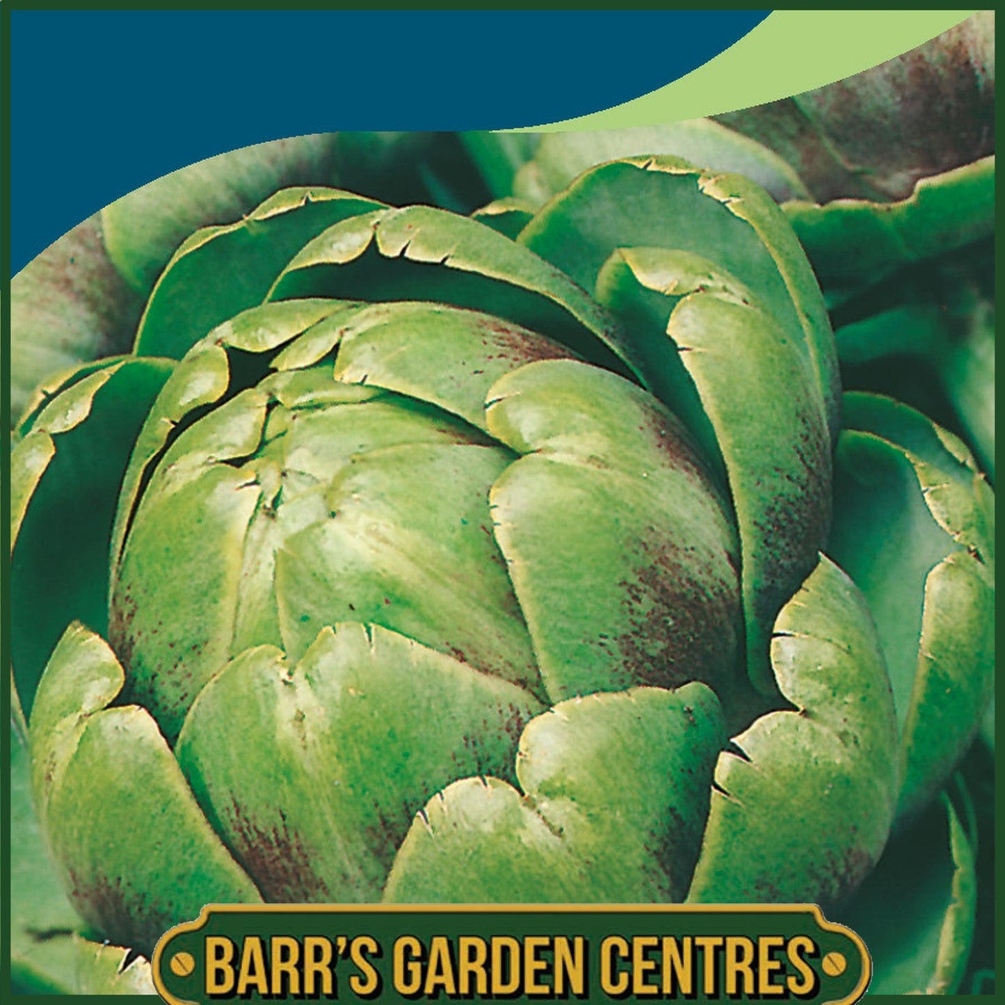 Johnsons - Artichoke Green Globe - 50 Seeds