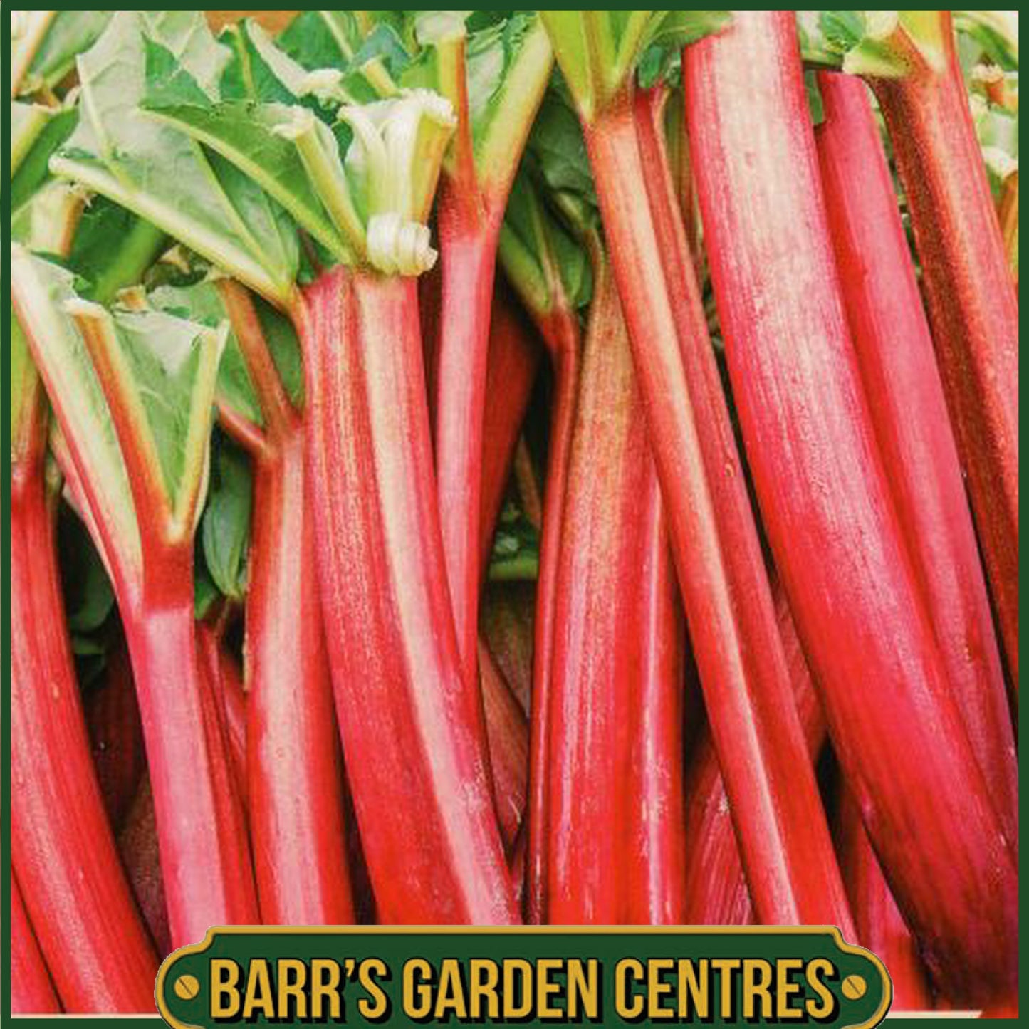 Red Champagne Rhubarb Single Pack