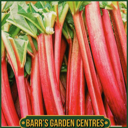 Red Champagne Rhubarb Single Pack