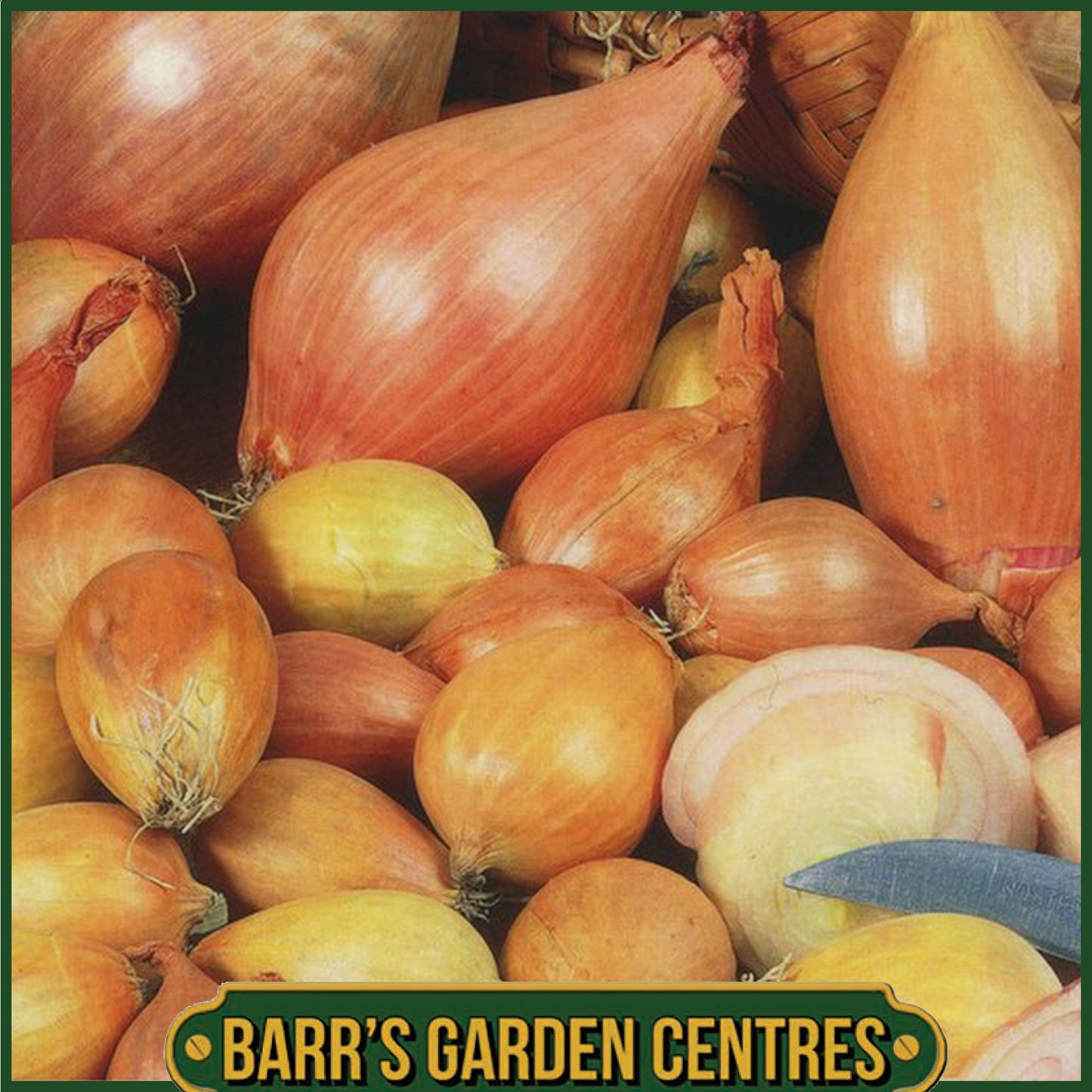 Biztro Shallots 10 Pack