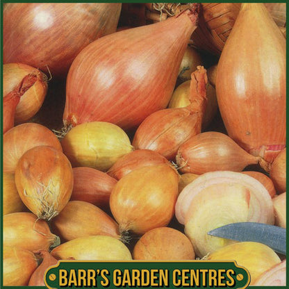 Biztro Shallots 10 Pack