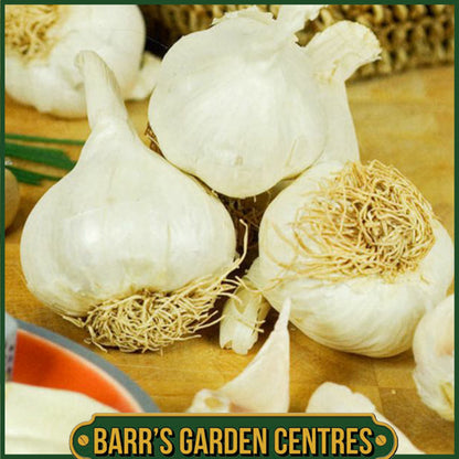 Arno Garlic Bulbs 2 Pack