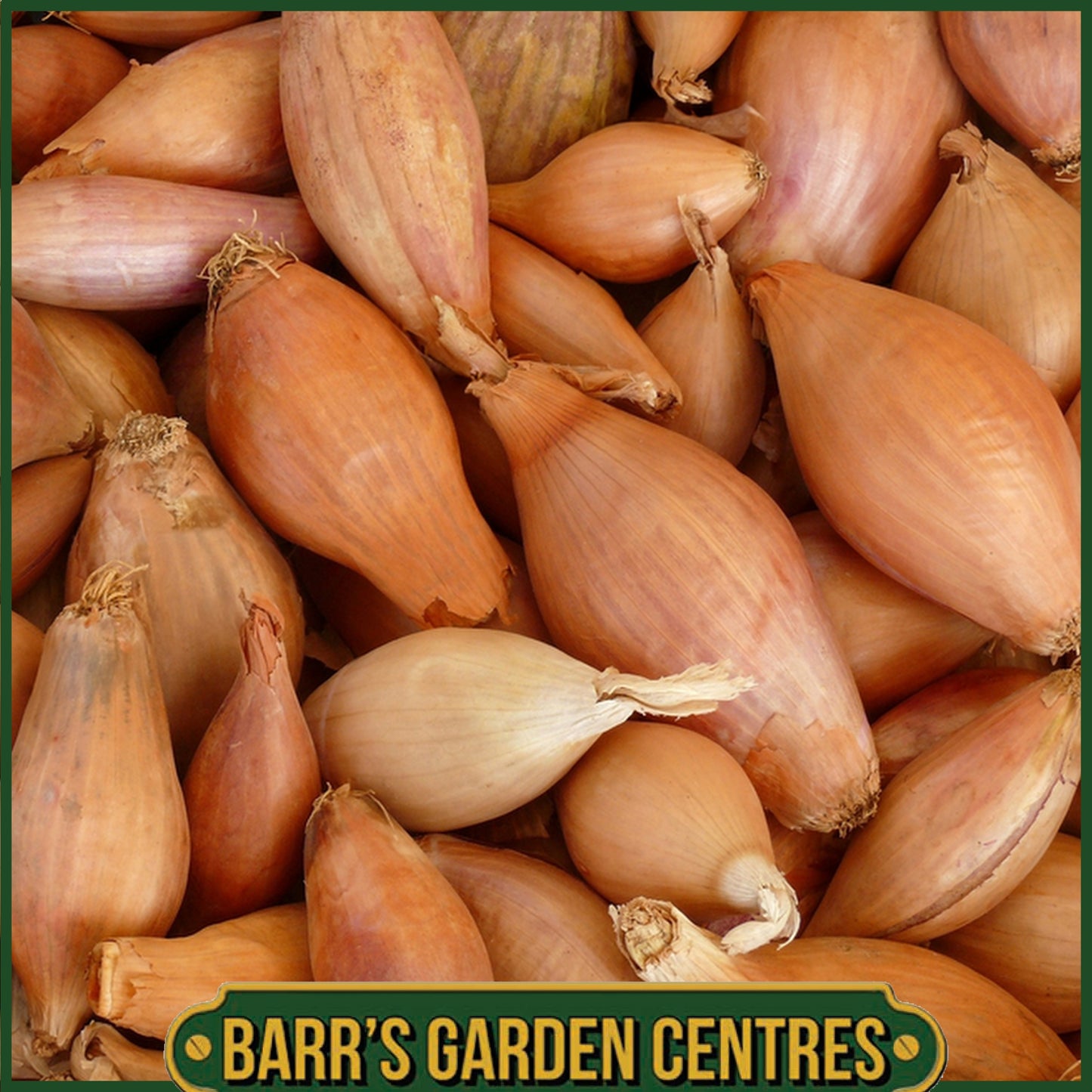Longor Shallots 10 Pack