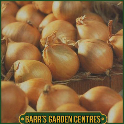 Yellow Moon Shallots 10 Pack