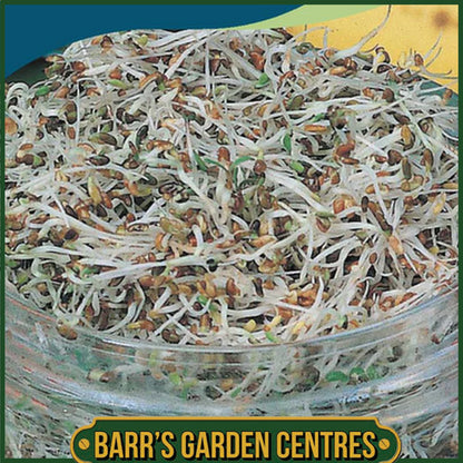 Johnsons - Alfalfa Sprouting Seeds - 25g Seeds