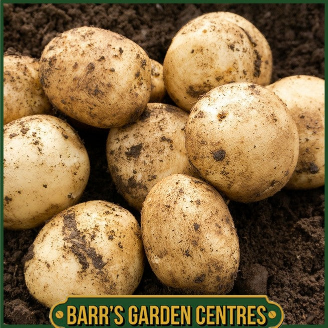 Pentland Javelin Potatoes 2KG